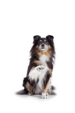 Collie h&auml;lt Pfote hoch Portr&auml;t