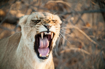 South Africa lioness screaming
