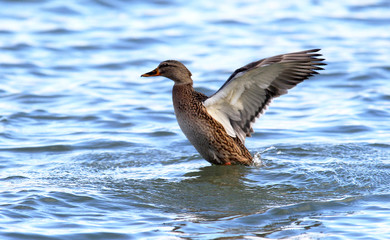 The female wild duck (Anas platyrhynchos),spreading wings near river Danube,in Belgrade,Zemun,Serbia.