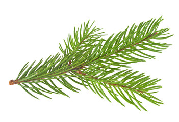Fir tree branch isolated on a white background