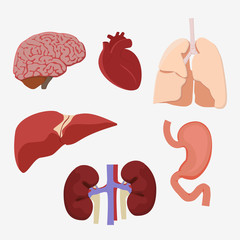 Human internal organs