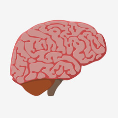 medically accurate illustration of the brain