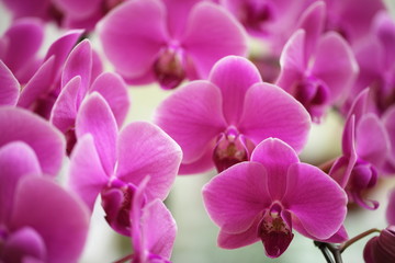 Fototapeta na wymiar Pink orchid. Orchid is queen of flowers