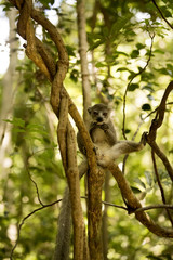 Obraz premium Young male Crowned lemur, Eulemur coronatus, sitting on a branch and licking his paws, Ankarana Reserve, Madagascar