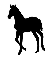 Running Foal Silhouette on White Background