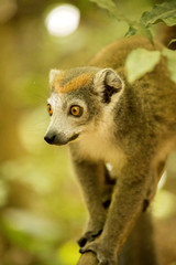 Obraz premium Male Crowned lemur, Eulemur coronatus, sitting on a branch, Ankarana Reserve, Madagascar