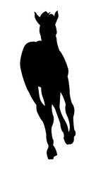 Running Foal Silhouette on White Background