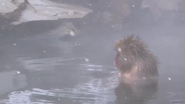 温泉に入るスノーモンキー