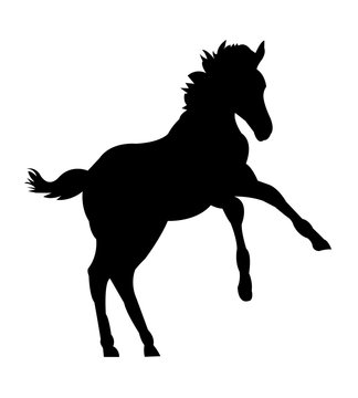 Prancing Foal Silhouette on White Background