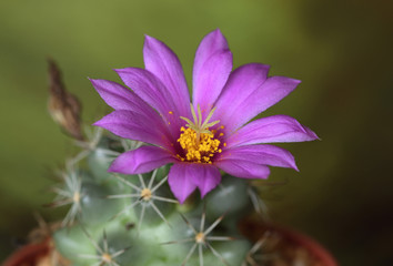 Obraz premium Cactus flower (Mammillaria schumannii)
