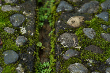 Stone Pattern Abstract seamless background with green grass