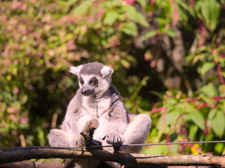 monkey