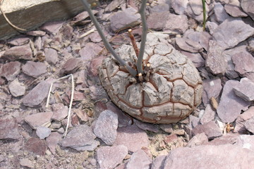 Rock-like 
