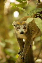 Male Crowned lemur, Eulemur coronatus, sitting on a branch, Ankarana Reserve, Madagascar
