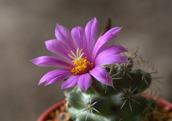 Obraz premium Cactus flower (Mammillaria schumannii)