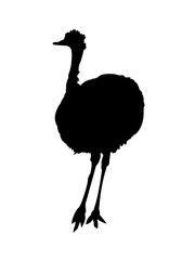 Ostrich Silhouette on White Background - 129176519