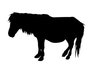Pony Silhouette on White Background
