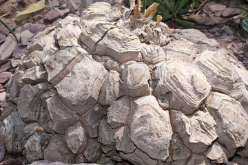 Rock-like 