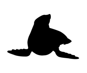 Sea Lion Silhouette on White Background