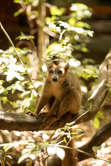 Obraz premium Young male Crowned lemur, Eulemur coronatus, sitting on a branch, Ankarana Reserve, Madagascar