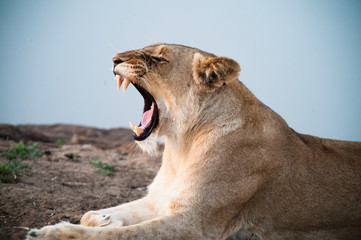 South Africa lioness screaming