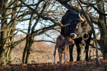 Spanish cow and calf