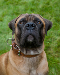 Eyes amber-colored&hellip; Closeup portrait of a beautiful dog breed South African Boerboel