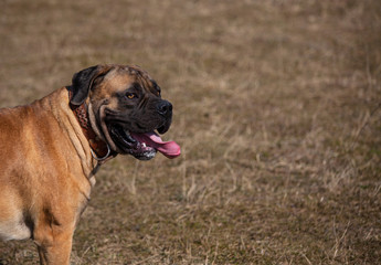 Autumn. The portrait on the background of falling leaves. South African Boerboel