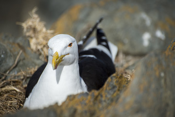 Seagull Nesting in Rocks