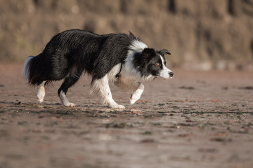 Dogs - Border Collie