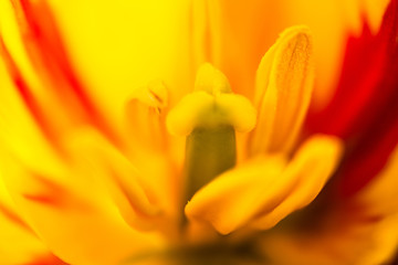 Closeup of the blooming yellow tulip flower