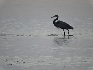 Crane standing in bay