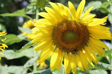Sunflowers closed up images nature background