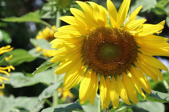 Sunflowers closed up images nature background