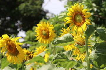 Sunflowers closed up images nature background