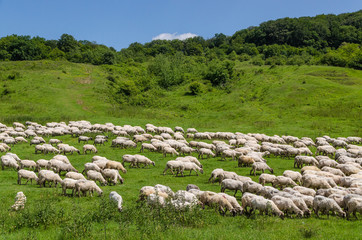 Stado owiec