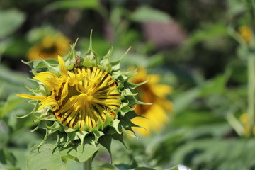 Sunflowers closed up images nature background