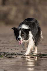 Dogs - Border Collie