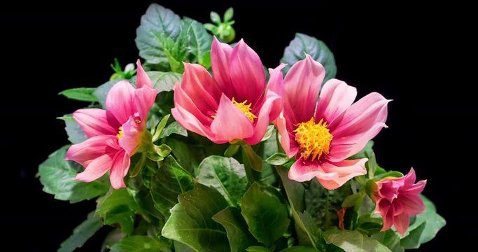 Time lapse of dahlia flowers blooming and moving quickly on black background
