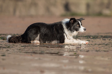 Dogs - Border Collie