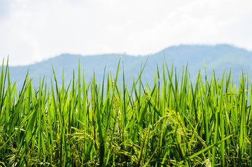 green rice fields industrial crops