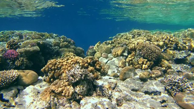 beautiful shallow coral reef,  Red sea, Sharm El Sheikh, Sinai Peninsula, Egypt
