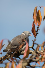 Common Wood Pigeon, Wood Pigeon, Columba palumbus