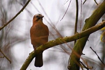 Eurasian Jay (Garrulus glandarius) 