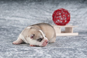 Schlafender Husky Welpe;