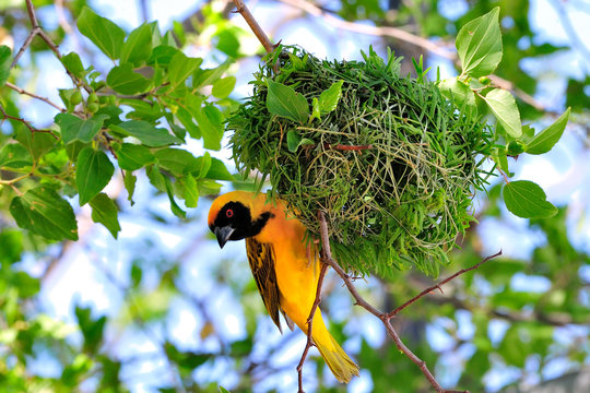 Southern masked weaver building its nest