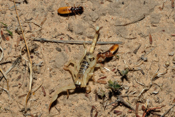 Burrowing scorpion eating termite allates