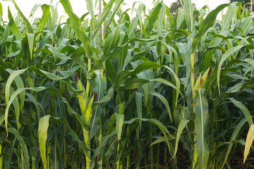 Green corn field in Thailand,Corn agriculture. Green nature. Rur