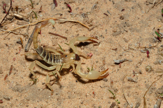 Burrowing scorpion hunting for termite allates