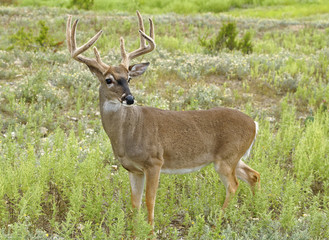 Whitetail deer buck with unusual appearing antlers standing in grassland